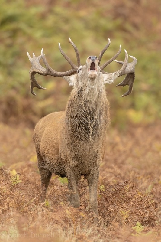 RD6 - Deer for Graham