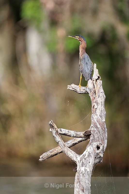 Green Heron perched on tree stump, Blue Cypress Lake, Florida - Green (Green-backed) Heron