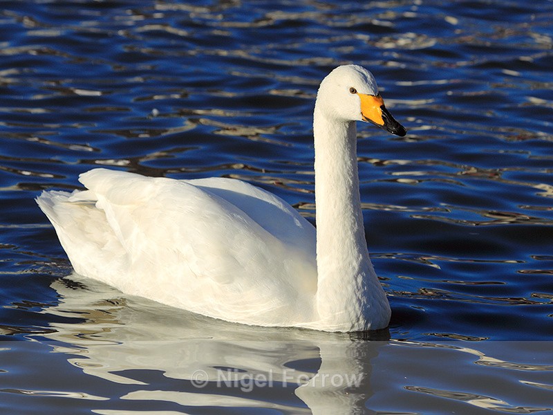 Whooper Swan (adult), Tjörnin, Reykjavik, Iceland - Whooper Swan