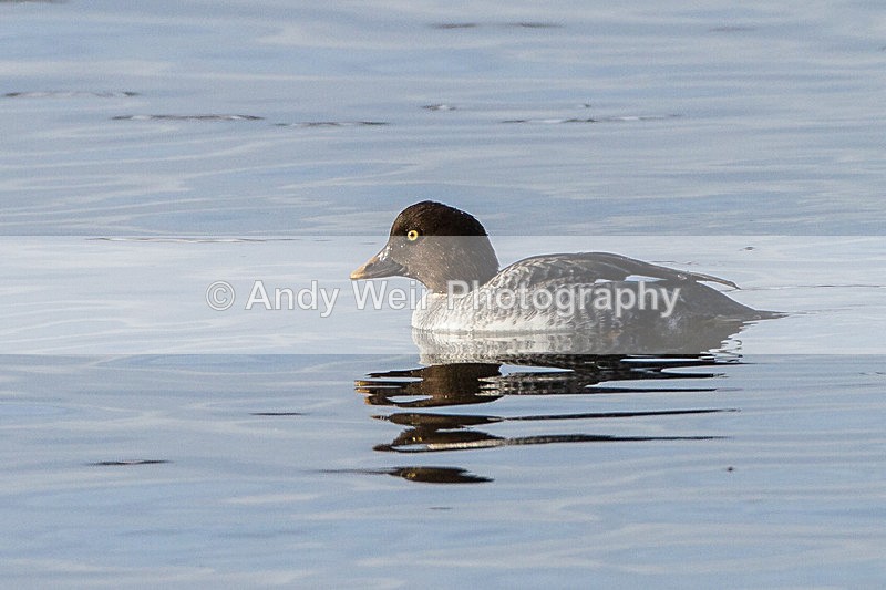 20130126-_MG_2205 - Goldeneye