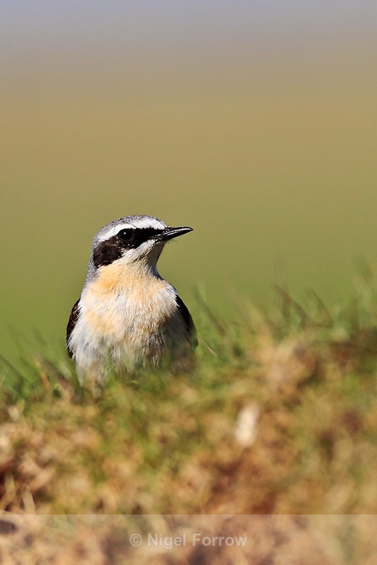 Wheatear (male) near Ardnave Loch on Islay - Wheatear