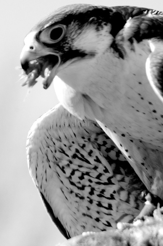 Catch - B&W01