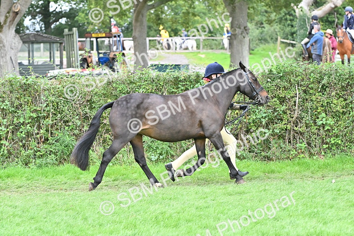 SBM_64934 - S50 - Show Pony & Show Hunter Pony In Hand