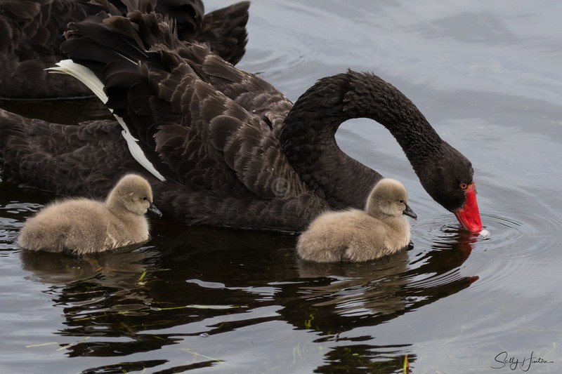 Black Swan Family 8