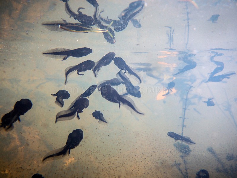 A baby toad is known as a tadpole, which differs in its appearance fro - Underwater Photography Bristol, Somerset and South West
