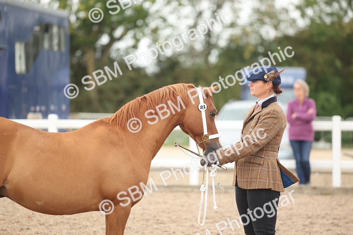 SBM_19408 - Class 317 - IH Pure Bred Horse-Pony