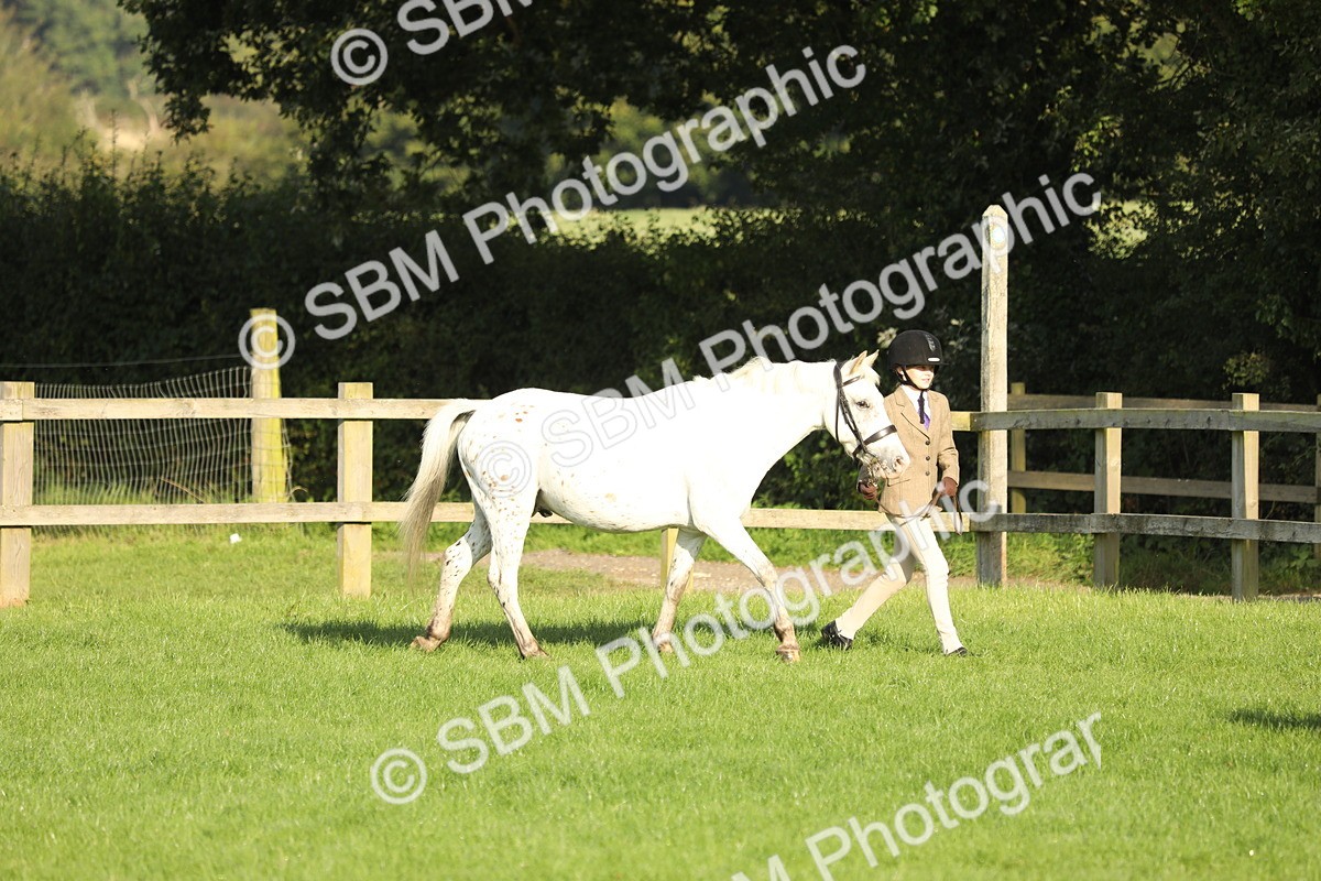 SBM_60795 - S43 - Coloured Pony In Hand