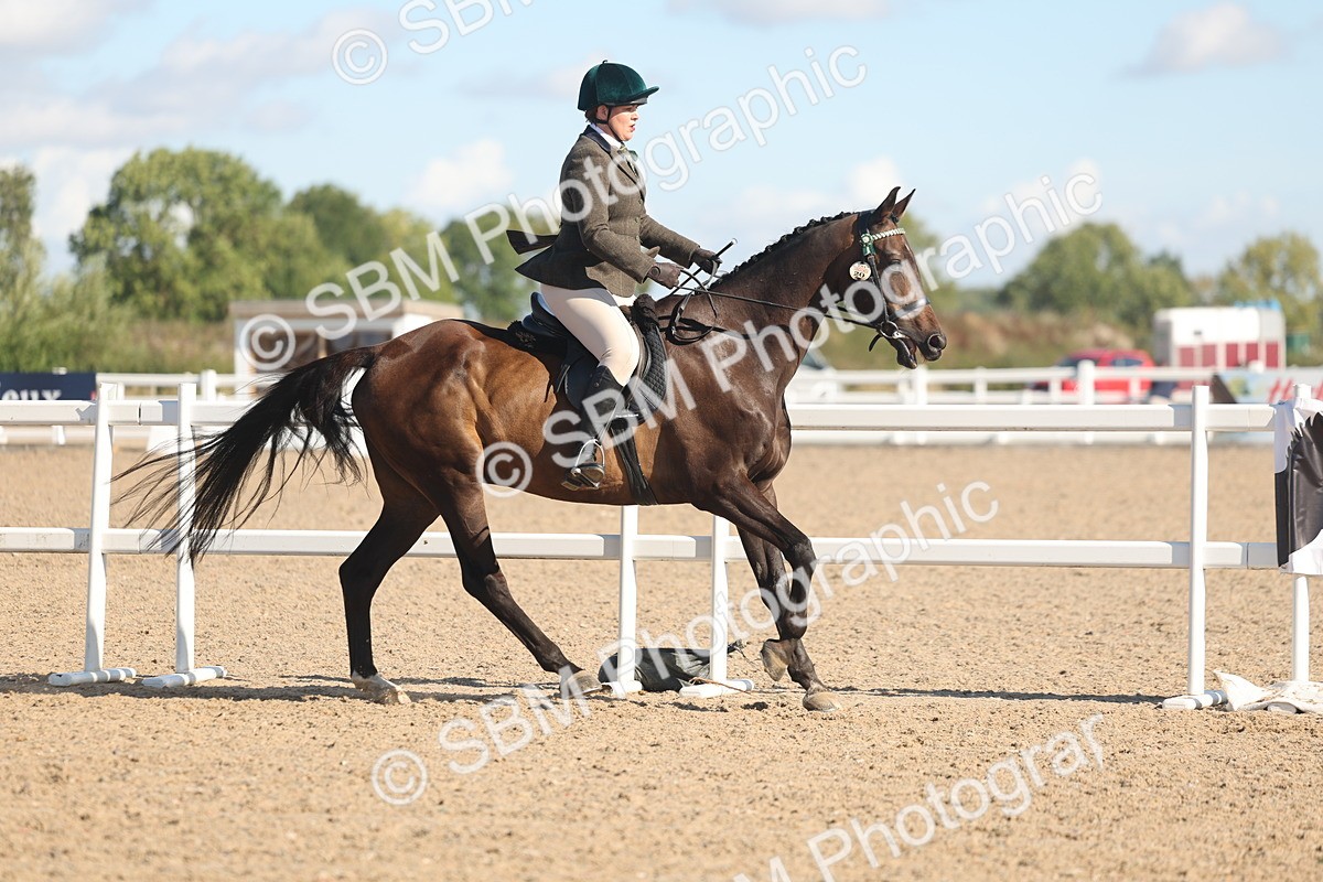 SBM_13033 - Class 305 - Ridden Foreign Breed Pure Bred