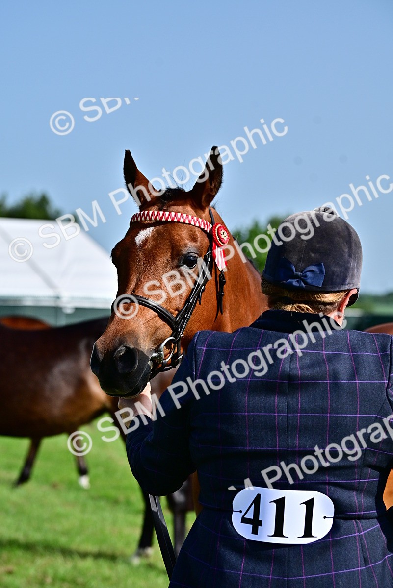 SBM_01084 - Class 46-49 - Arab and Part Bed-Anglo Arab In Hand
