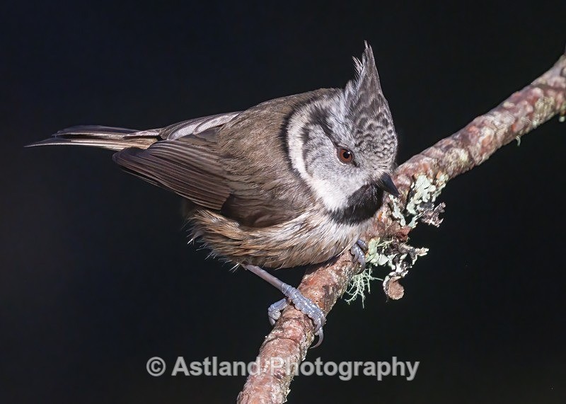 Crested Tit - Latest Images