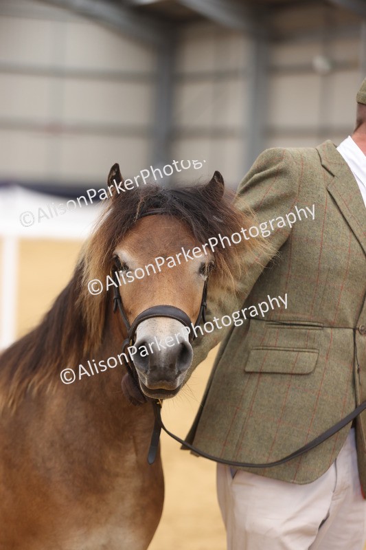 20260913-1292 - Class 113 - Yearling
