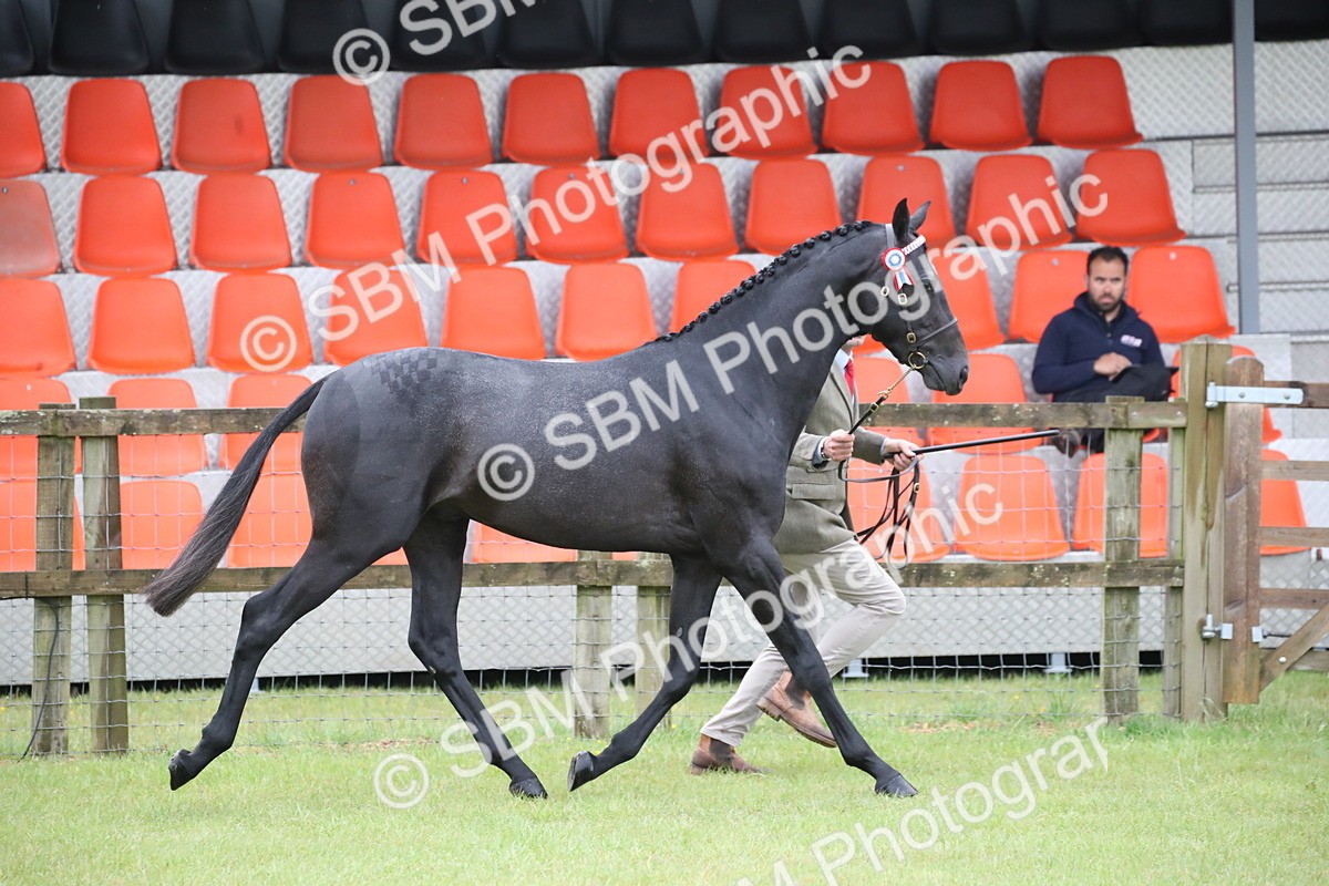 SBM_00047 - Class 17-20 - Arab & Part Bred - Anglo Arab In Hand