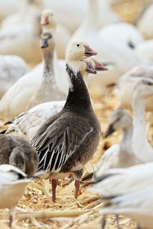 Snow Goose (dark morph adult), Bosque del Apache, New Mexico - Snow Goose