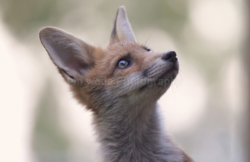 - Bristol Urban fox - foxes in family group