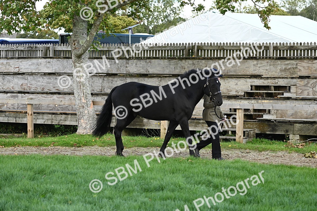 SBM_24951 - S5 - Novice & Newcomer In hand