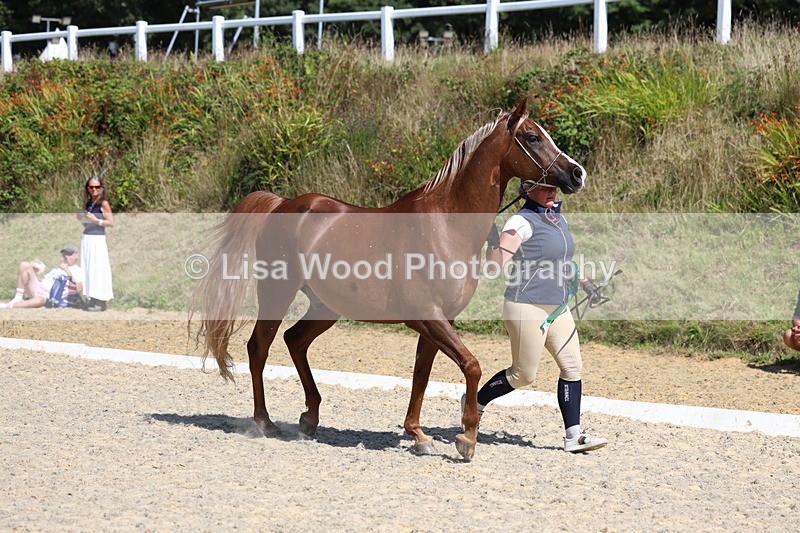 3E7A9866 - In Hand Championship