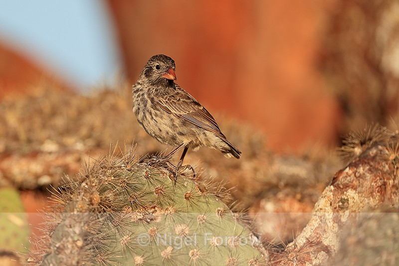 Common Cactus-Finch on prickly pear cactus, Santa Fe, Galapagos - Common Cactus-Finch