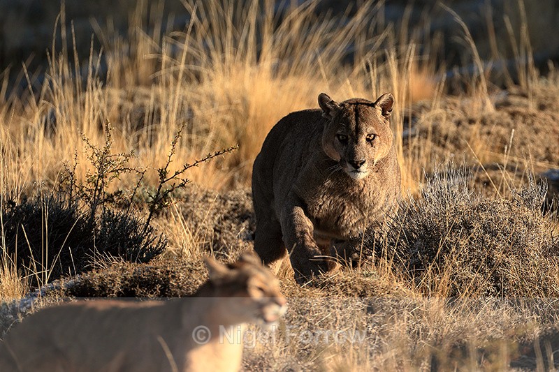 Puma Dark chases Puma Rupestre away from carcass (frame 2) - Puma