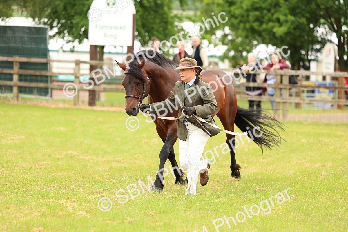 SBM_04199 - Class 64-67 - Shetland Pony In Hand