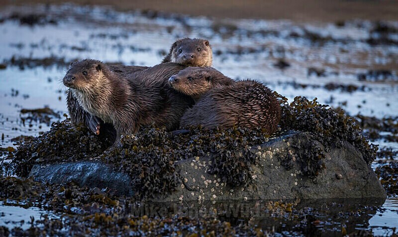 Otter mum and two cubs, Isle of Mull, Scotland - LATEST... Isle of Mull Otters and Landscapes December 2022 & Seal Pups from Donna Nook, Lincs