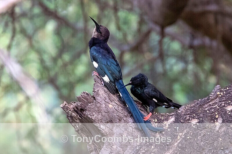 Green Wood Hoopoe - The Gambia
