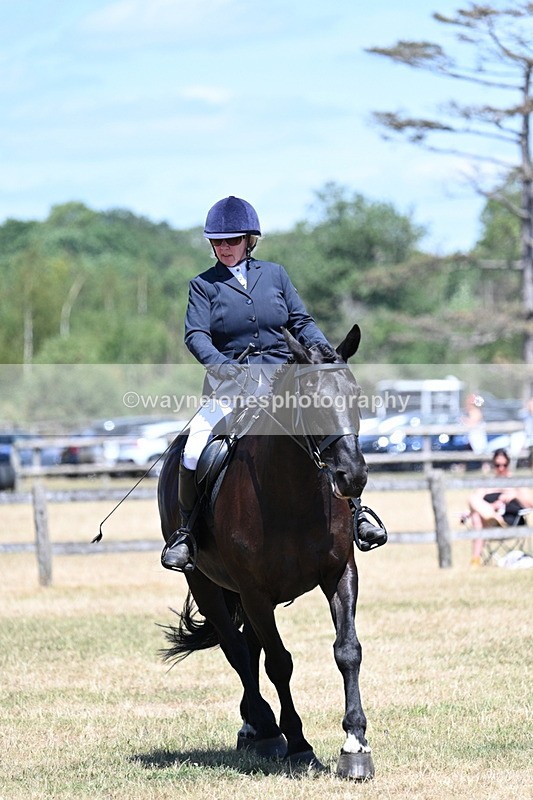 WJ7_2954 - Class 7 Riding Club Show Horse