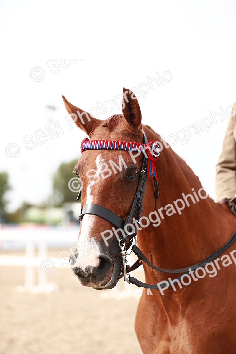 SBM_17557 - Class 215 Ridden Hack/ Riding Horse