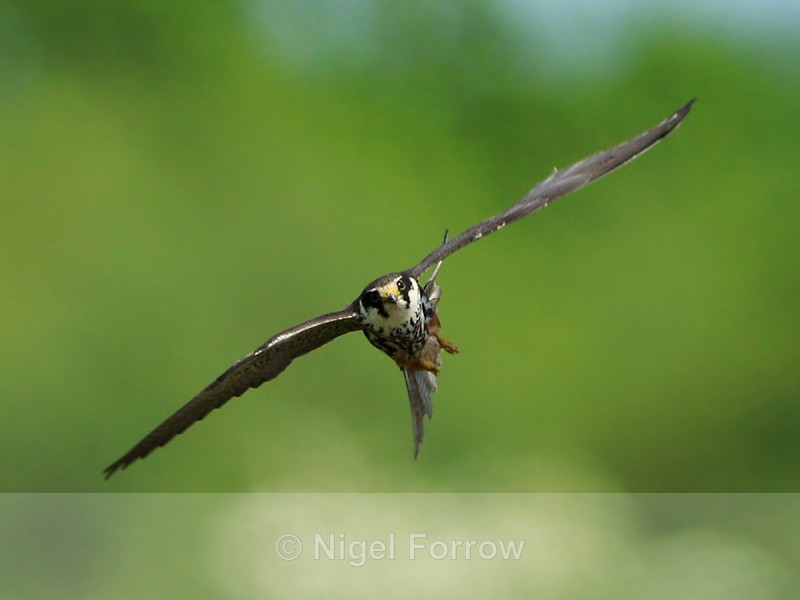 Hobby manoeuvring sharply in flight to catch a dragonfly at Otmoor - Hobby
