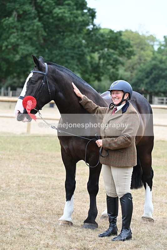 WJ7_0164 - Class 5a Most Handsome Gelding (above 14.2hh)