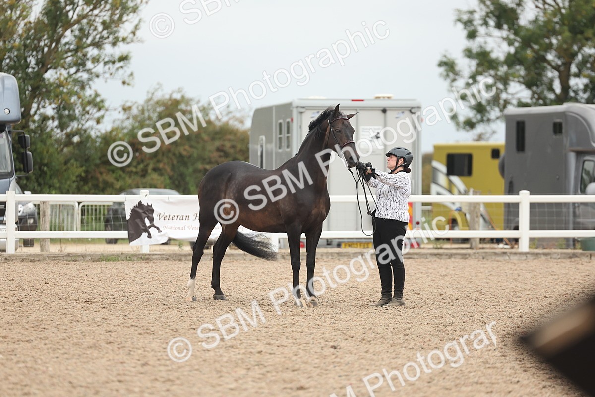 SBM_19303 - Class 317 - IH Pure Bred Horse-Pony