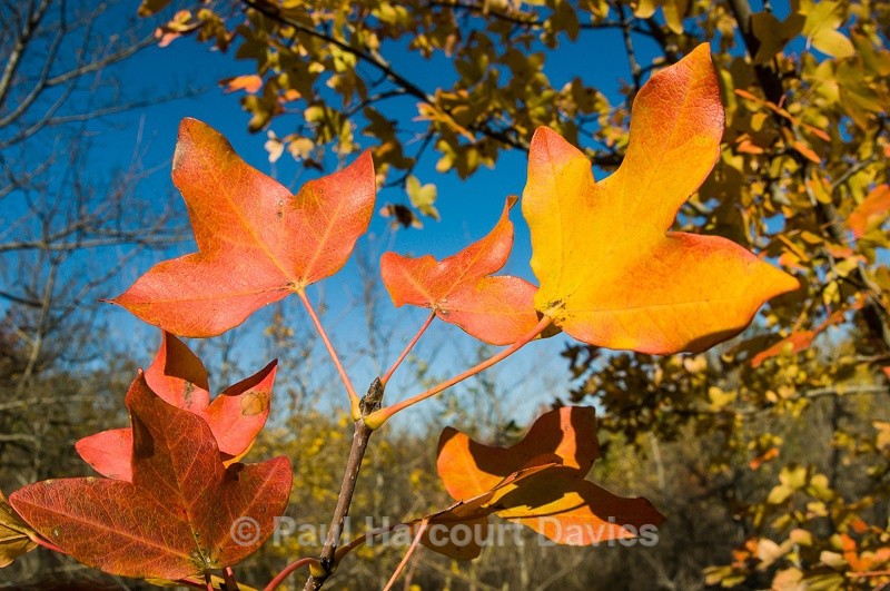  - Plants: wide-angle