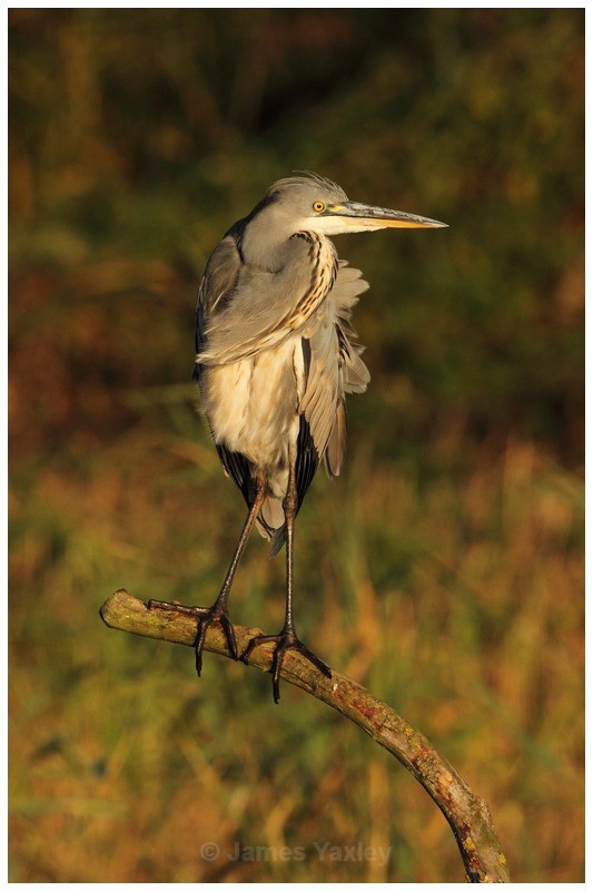 Grey Heron on Kingfisher Perch 2 - River Scrape & Lake