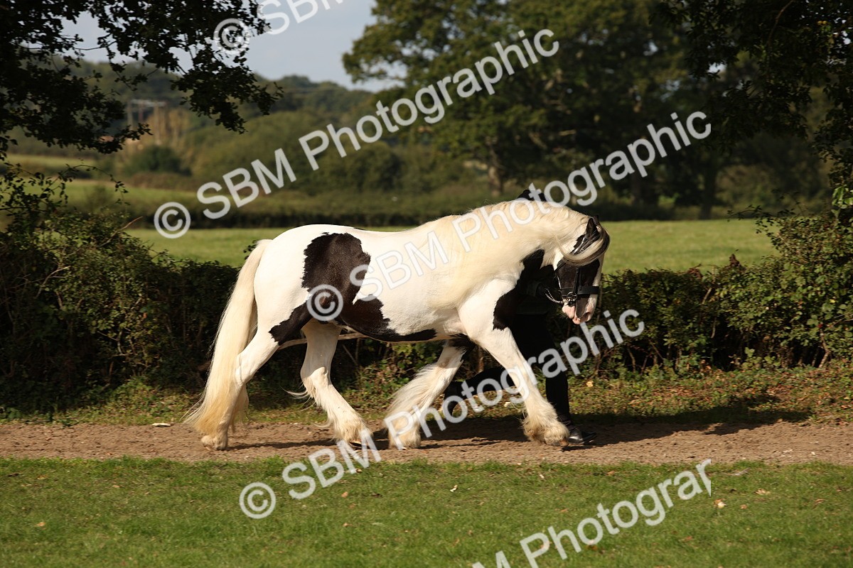 SBM_61179 - S54 - Show Cob In Hand