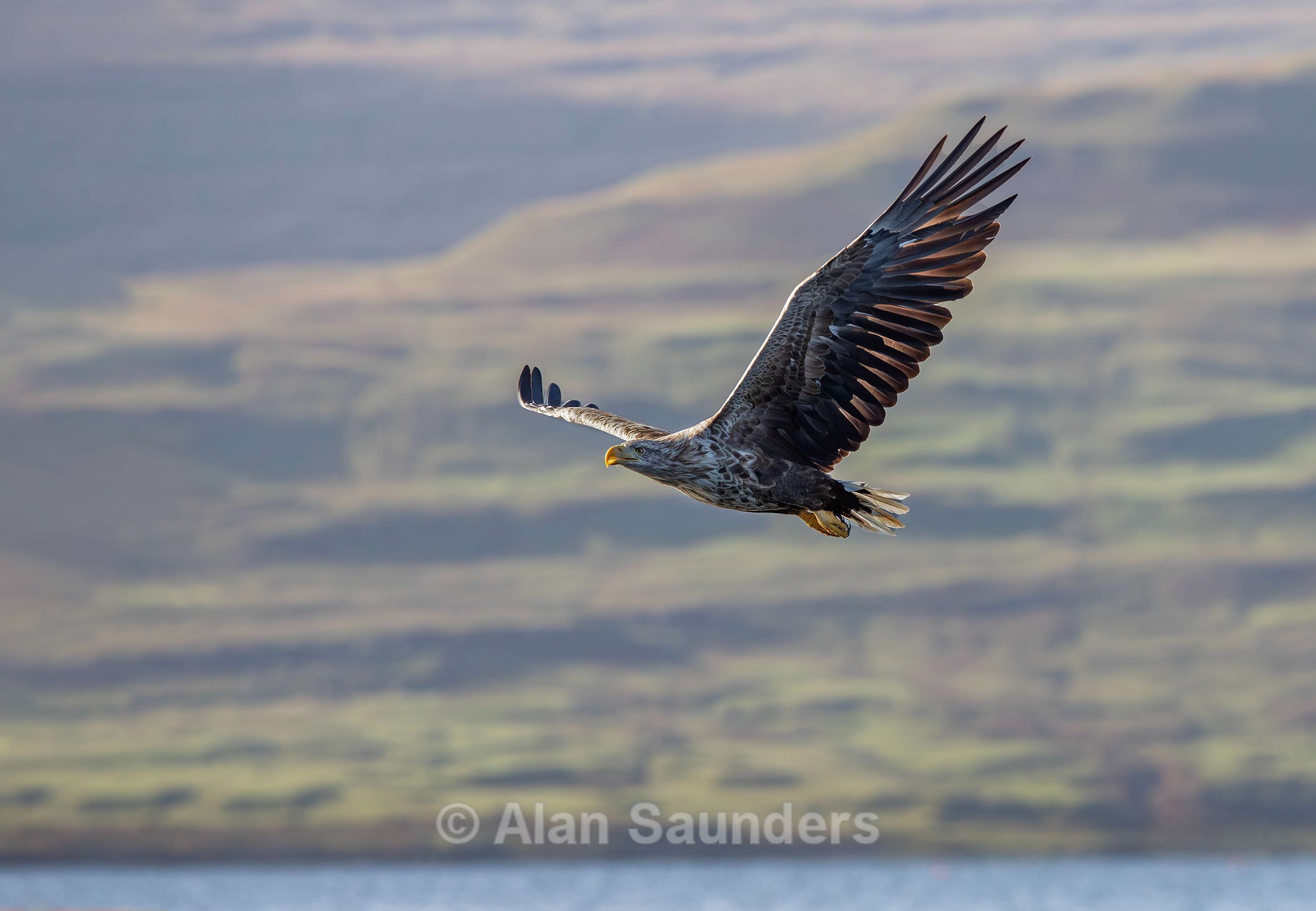 White Tailed Eagle 36