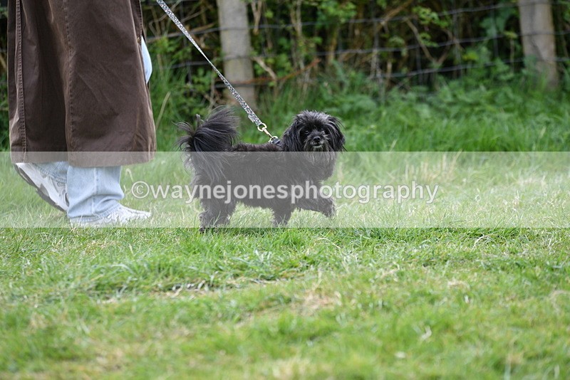 WJ5_9121 - Class 1 Best Cross Breed / Heniz 57