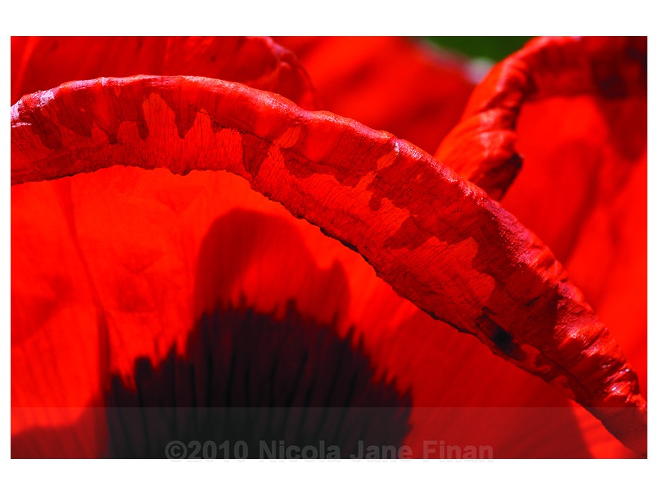 flowers june 620wt - Flowers and Nature