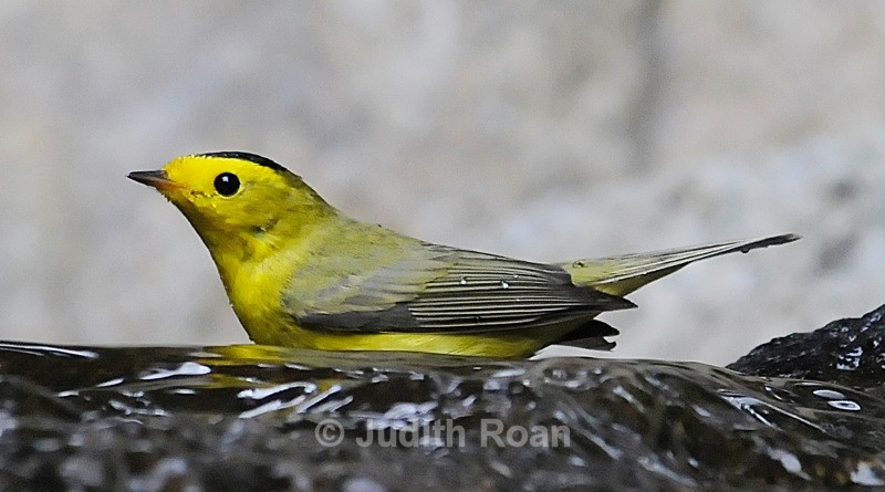 Wilsons Warbler, male - Backyard Bathing Birds