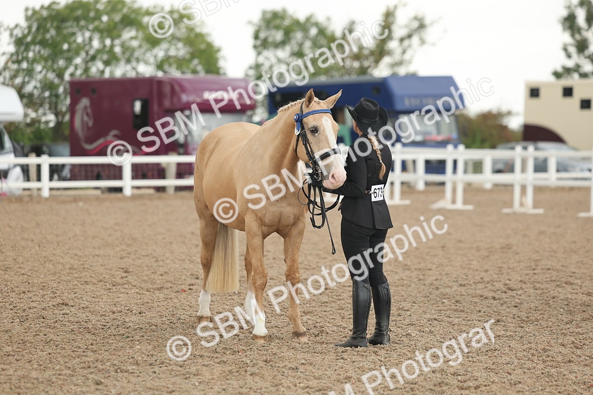 SBM_07693 - Class 26 - IH Foreign Breeds - Part Bred