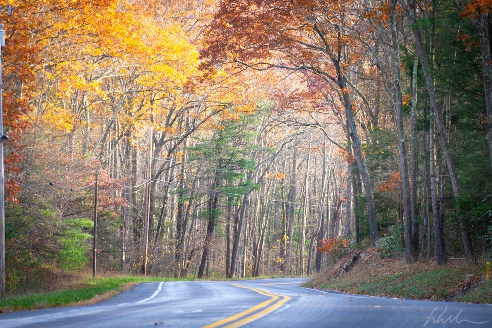 DSC_8369 - Autumn