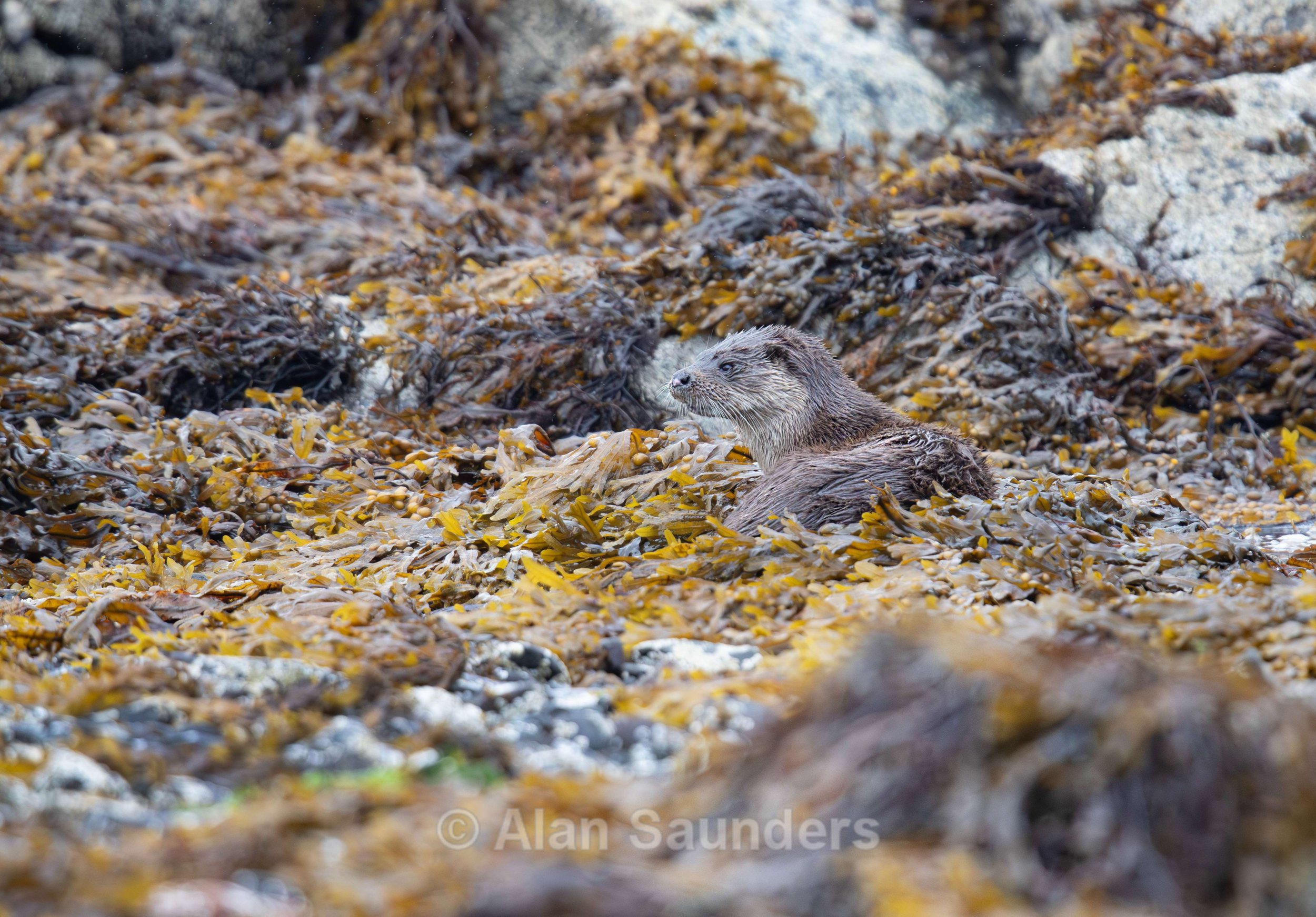 Eurasian Otter 58