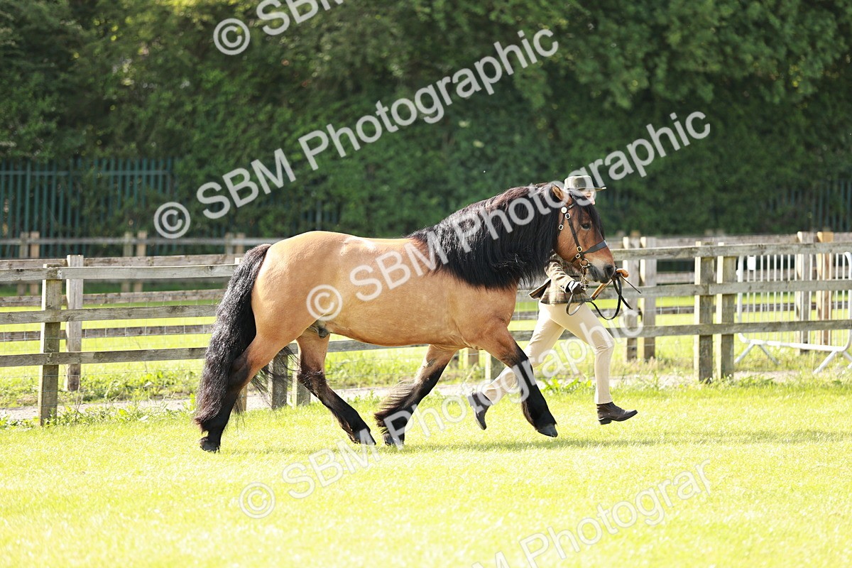 SBM_00803 - Class 14-23 - Mountain & Moorland In Hand Non Welsh