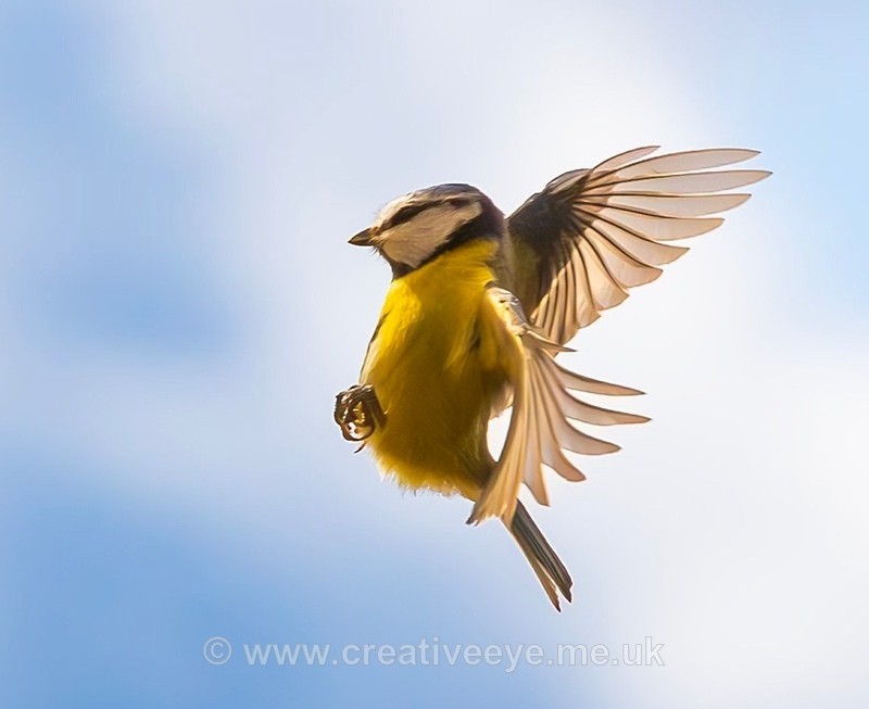 No.0087. Blue tit - Animal world