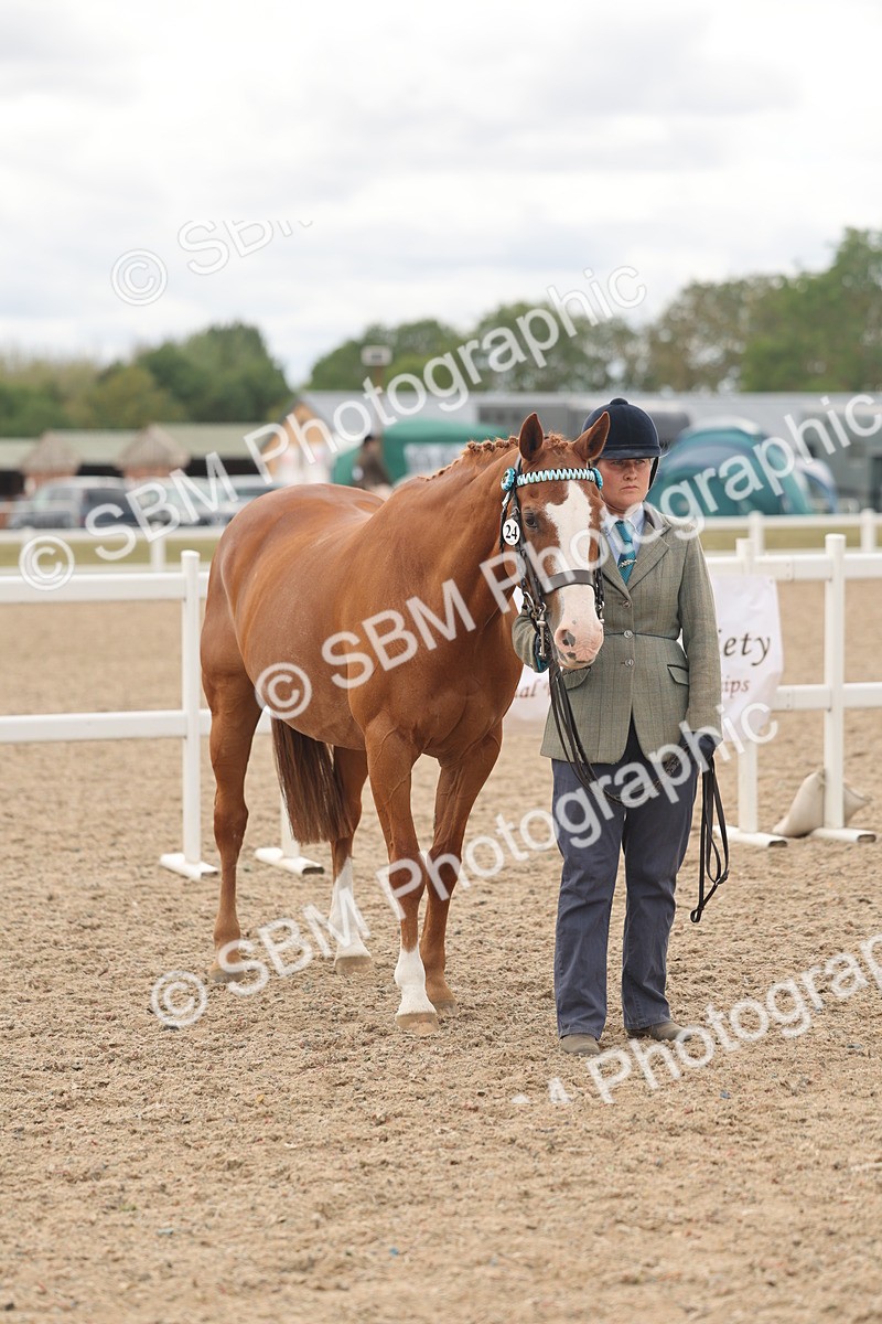 SBM_17016 - Class 312 - IH Competition Horse-Pony