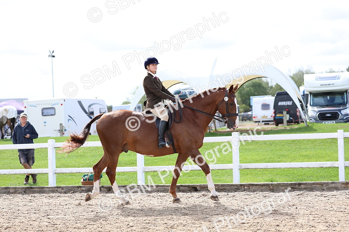SBM_01908 - Class 18 - Handsomest Gelding - IH or Ridden