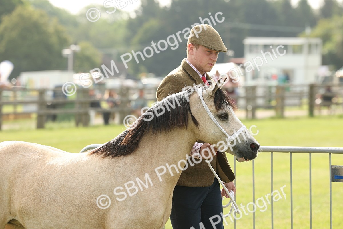 SBM_00480 - Class 6-13 - Mountatin and Moorland In Hand Welsh Breeds