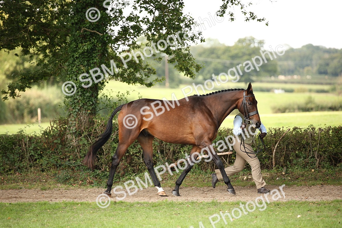 SBM_62949 - In Hand Horse Supreme Championship