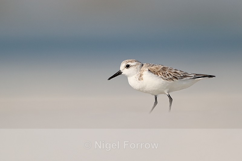 Sanderling standing still briefly, Fort De Soto, Florida - Sanderling