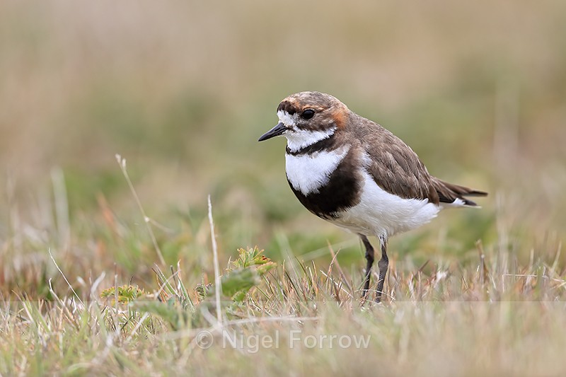 Two-banded Plover side view, Carcass Island, Falklands - Two-banded Plover