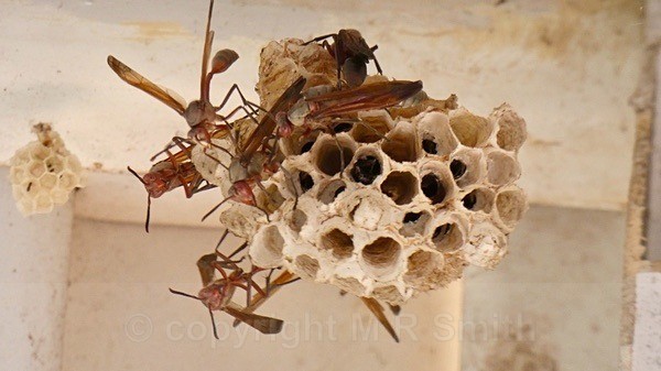 Social Wasp - SA - BIRDS & INSECTS