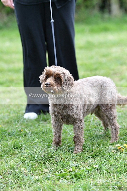 WJ5_9386 - Class 1 Best Cross Breed / Heniz 57